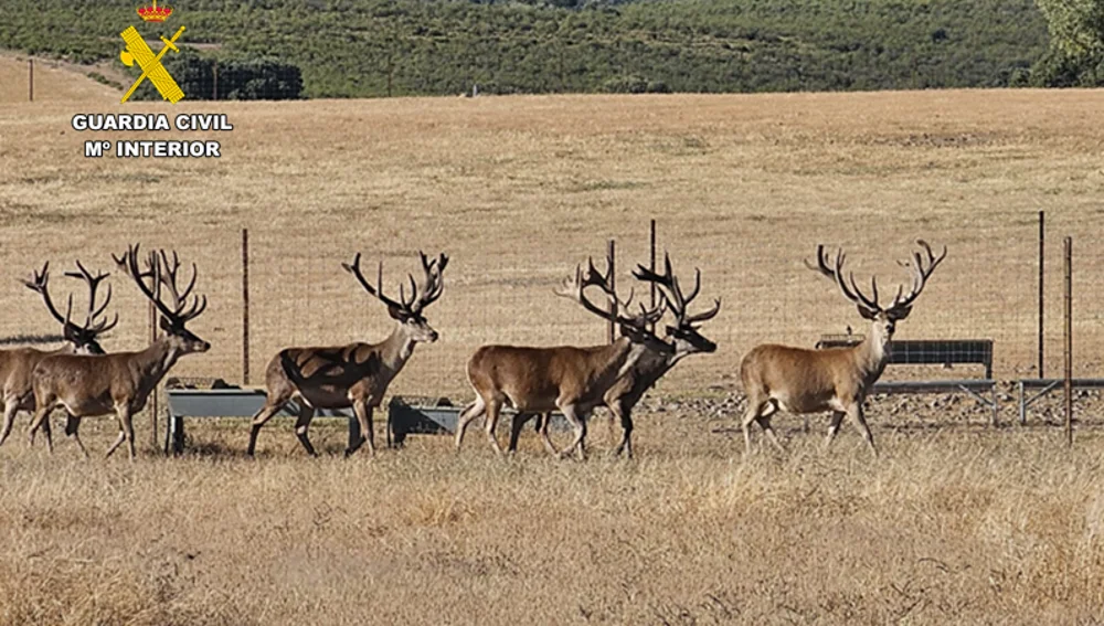 Granja donde fueron hallados los ciervos muertos Granja donde fueron hallados los ciervos muertos