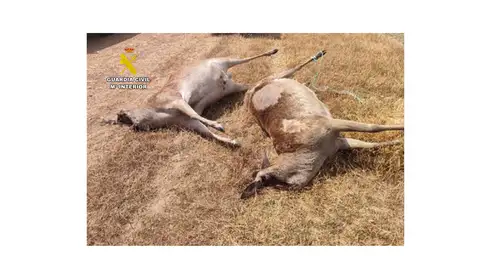 Los dos ciervos muertos que encontró el Seprona Los dos ciervos muertos que encontró el Seprona