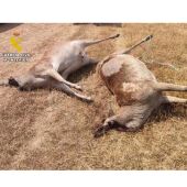 Los dos ciervos muertos que encontró el Seprona