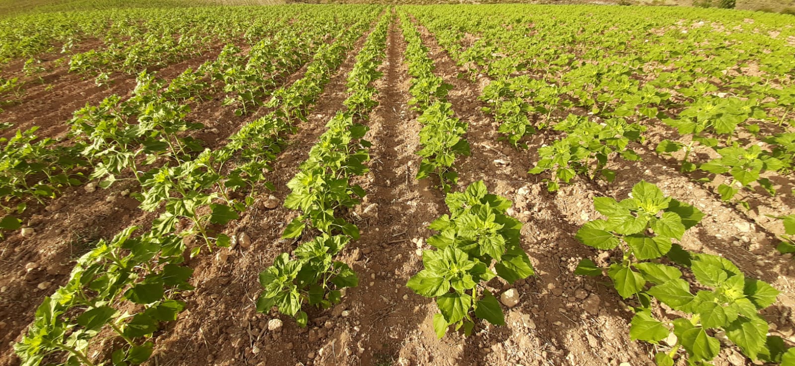 Campo de girasol Campo de girasol