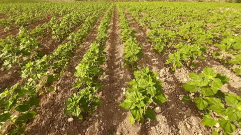 Campo de girasol Campo de girasol