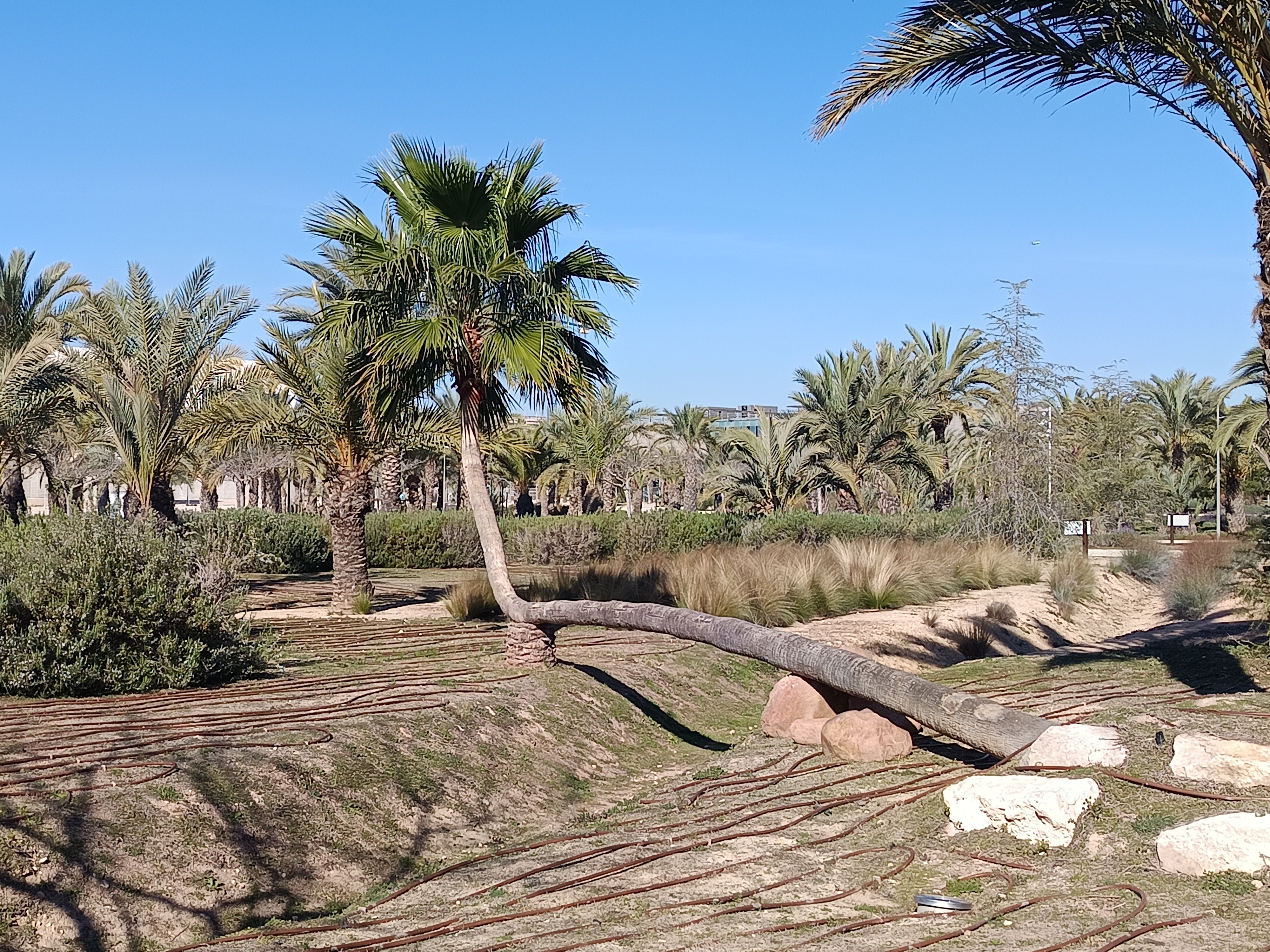 Febrero apura sus días en Elche, Crevillent y Santa Pola sin cambios en lo meteorológico Febrero apura sus días en Elche, Crevillent y Santa Pola sin cambios en lo meteorológico