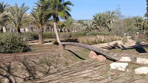Palmera en el campus de Elche de la Universidad Miguel Hernández. Palmera en el campus de Elche de la Universidad Miguel Hernández.