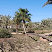 Palmera en el campus de Elche de la Universidad Miguel Hernández. Palmera en el campus de Elche de la Universidad Miguel Hernández.