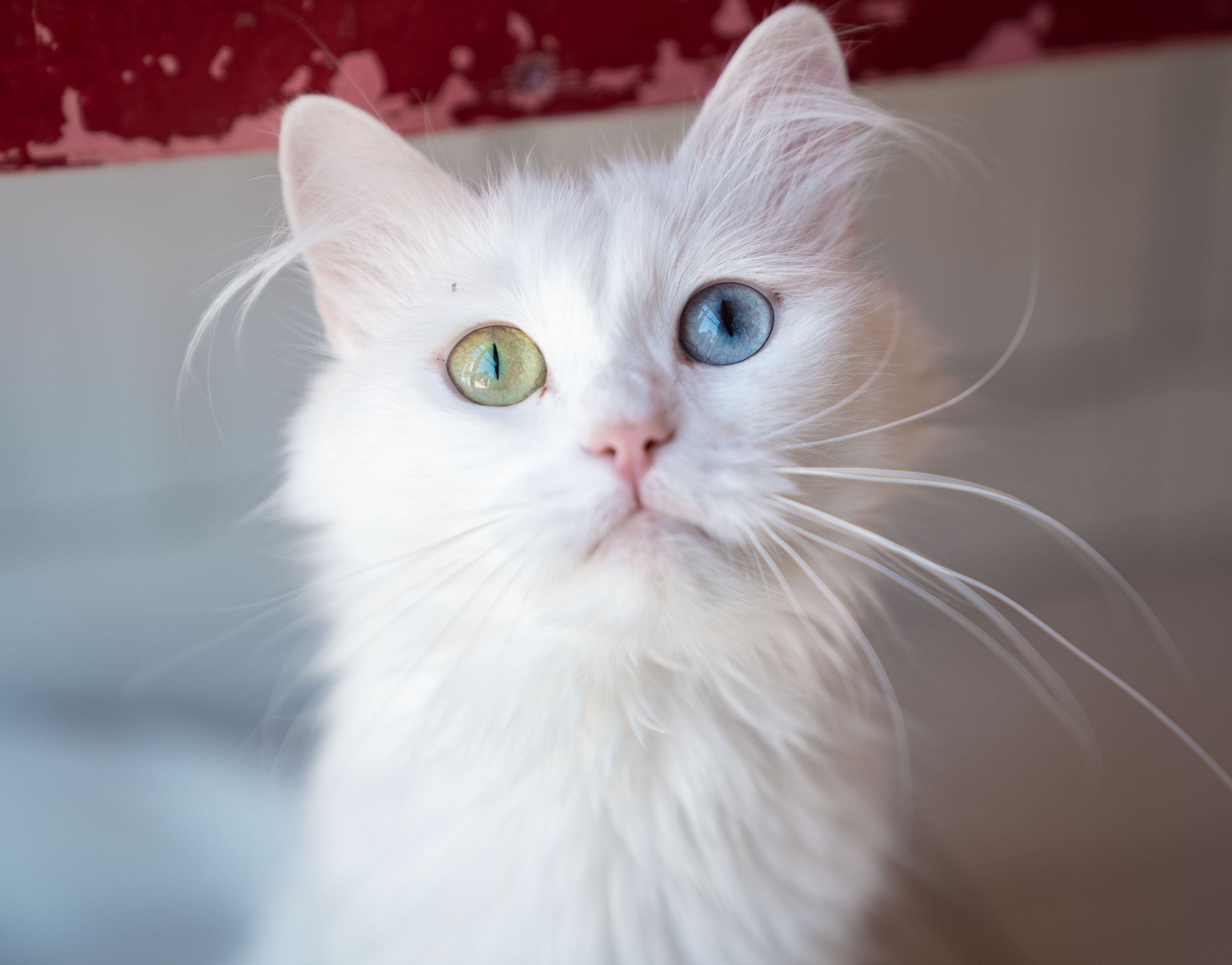 La increíble característica que tienen los gatos: "Es verdaderamente alucinante" La increíble característica que tienen los gatos: "Es verdaderamente alucinante"