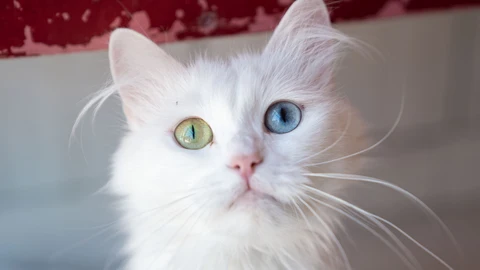 La increíble característica que tienen los gatos: "Es verdaderamente alucinante"