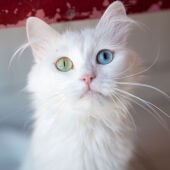  La increíble característica que tienen los gatos: "Es verdaderamente alucinante"
