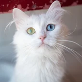 La increíble característica que tienen los gatos: "Es verdaderamente alucinante" La increíble característica que tienen los gatos: "Es verdaderamente alucinante"