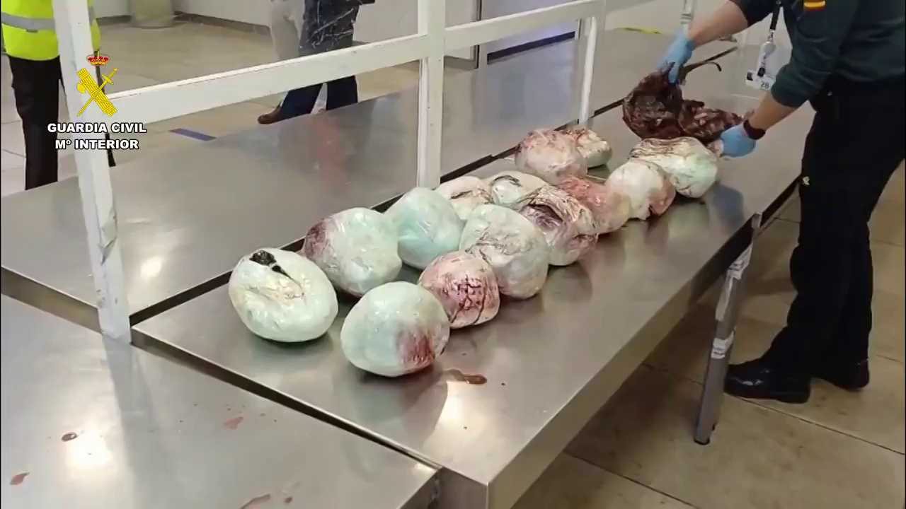 La Guardia Civil incauta en Barajas quince pangolines muertos en una maleta La Guardia Civil incauta en Barajas quince pangolines muertos en una maleta