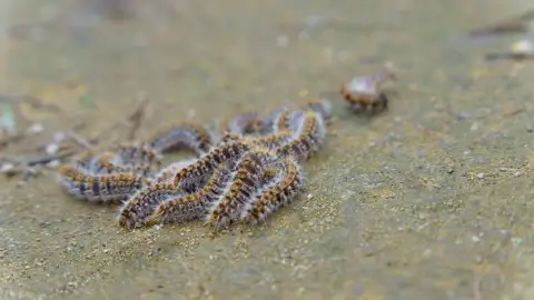 Expertos alertan de la llegada de la oruga procesionaria y de sus riesgos Expertos alertan de la llegada de la oruga procesionaria y de sus riesgos