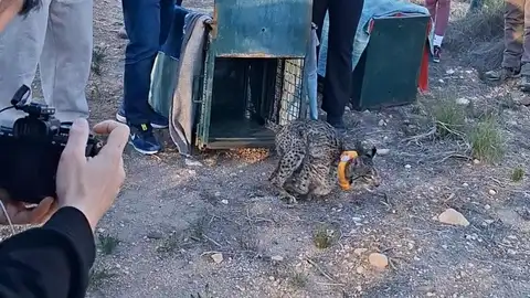 Dos nuevos ejemplares de lince ibérico en la provincia de Albacete Dos nuevos ejemplares de lince ibérico en la provincia de Albacete