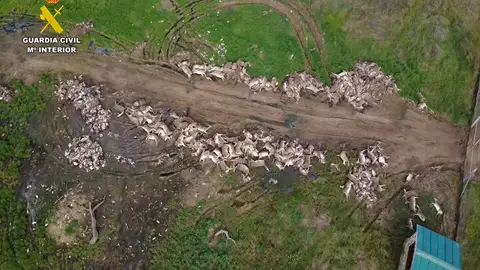 Montería que tuvo lugar en una finca de la comarca de Almadén Montería que tuvo lugar en una finca de la comarca de Almadén