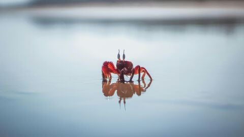 Un cangrejo