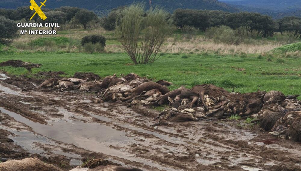Montería que tuvo lugar en una finca de la comarca de Almadén