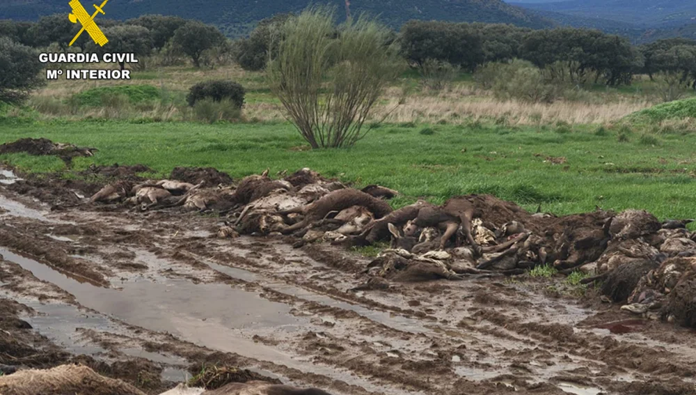 Montería que tuvo lugar en una finca de la comarca de Almadén Montería que tuvo lugar en una finca de la comarca de Almadén