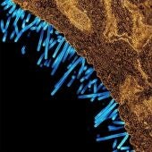 Micrografía electrónica de transmisión coloreada que muestra las partículas del virus de la gripe porcina (azul) unidas a una célula (naranja).