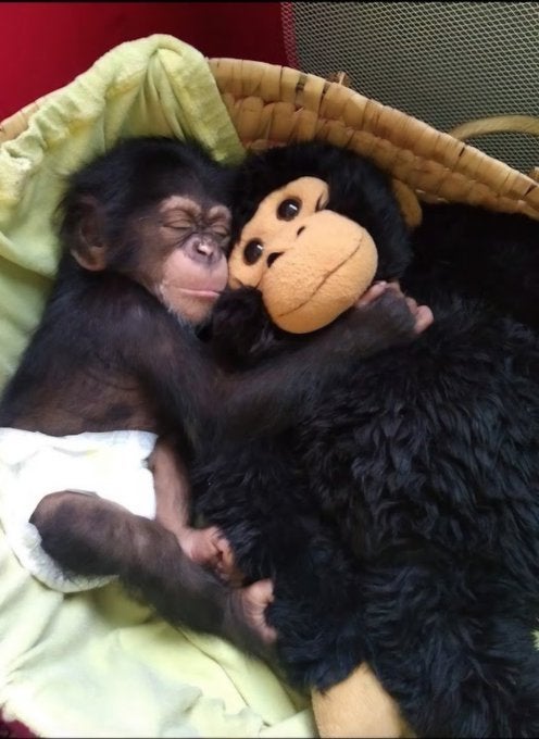 "Punch no es el único": la historia de Djibril, el chimpancé español que también se crio abrazado a un peluche "Punch no es el único": la historia de Djibril, el chimpancé español que también se crio abrazado a un peluche