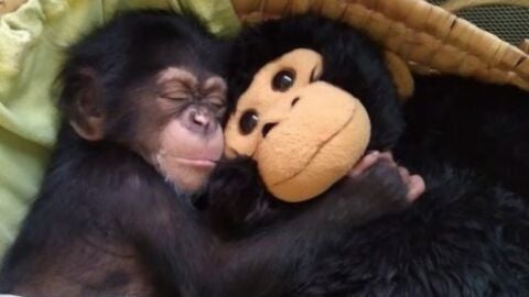 Djibril, el chimpanc&eacute; espa&ntilde;ol con su peluche en una foto de archivo. 