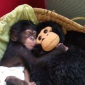 Djibril, el chimpancé español con su peluche en una foto de archivo. 