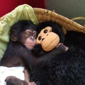 Djibril, el chimpancé español con su peluche en una foto de archivo. Djibril, el chimpancé español con su peluche en una foto de archivo.
