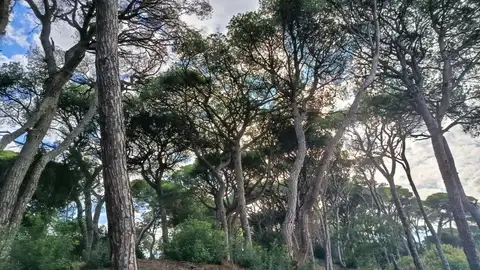 El pinar de Las Canteras en una foto de archivo El pinar de Las Canteras en una foto de archivo