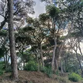 El pinar de Las Canteras en una foto de archivo El pinar de Las Canteras en una foto de archivo