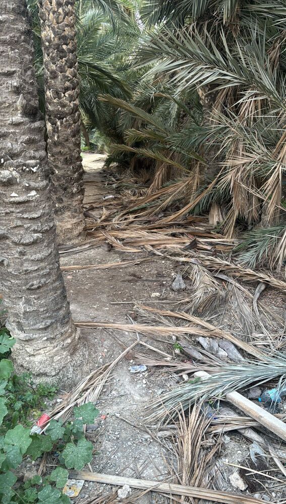 Restos de poda de palmeras acumulados en el huerto San José-Jerónimo de Elche.