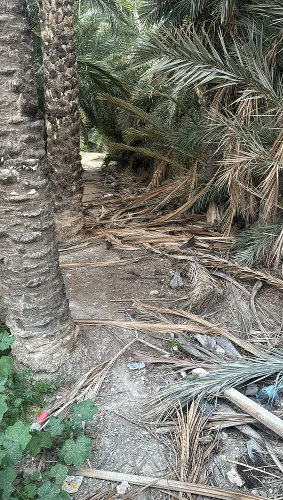 Restos de poda de palmeras acumulados en el huerto San José-Jerónimo de Elche. Restos de poda de palmeras acumulados en el huerto San José-Jerónimo de Elche.