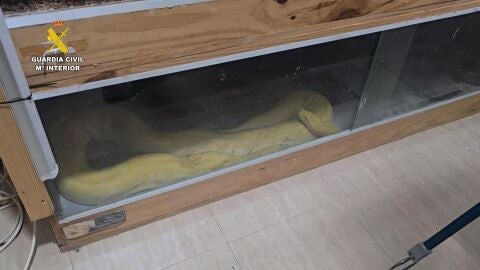 Piden cinco a&ntilde;os de prisi&oacute;n a una pareja que ten&iacute;a reptiles prohibidos en su casa de Roquetas 