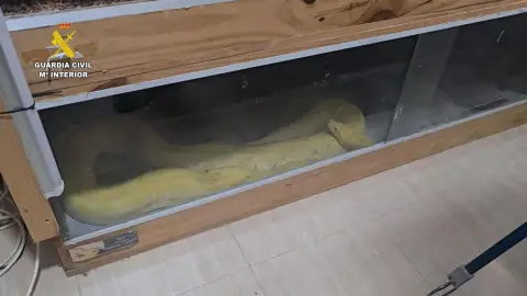 Piden cinco años de prisión a una pareja que tenía reptiles prohibidos en su casa de Roquetas Piden cinco años de prisión a una pareja que tenía reptiles prohibidos en su casa de Roquetas