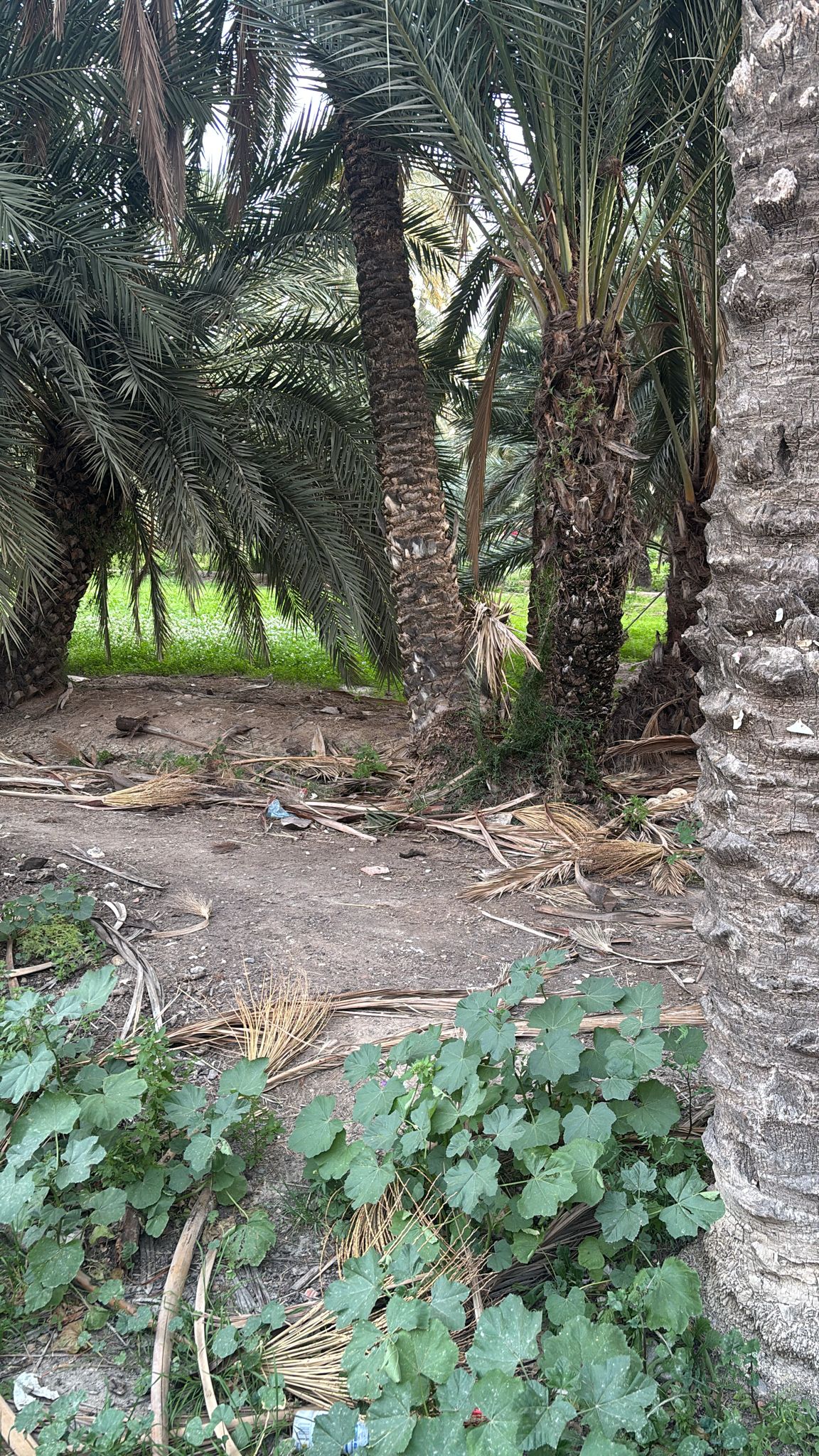 Los restos de podas se apoderan de los caminales del huerto San José-Jerónimo de Puertas Coloradas en Elche Los restos de podas se apoderan de los caminales del huerto San José-Jerónimo de Puertas Coloradas en Elche
