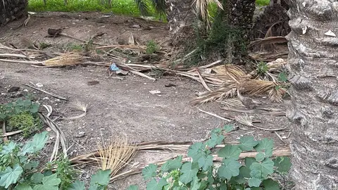 Restos de podas en uno de los caminales del huerto San José-Jerónimo de Elche. Restos de podas en uno de los caminales del huerto San José-Jerónimo de Elche.