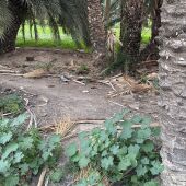 Restos de podas en uno de los caminales del huerto San José-Jerónimo de Elche.