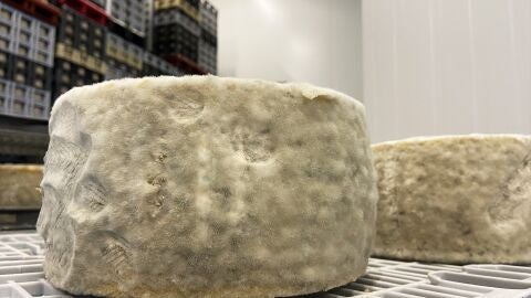 Queso madurando con moho en la c&aacute;mara de maduraci&oacute;n de la f&aacute;brica Don Apolonio en Malag&oacute;n, Ciudad Real , Castilla-La Mancha (Espa&ntilde;a