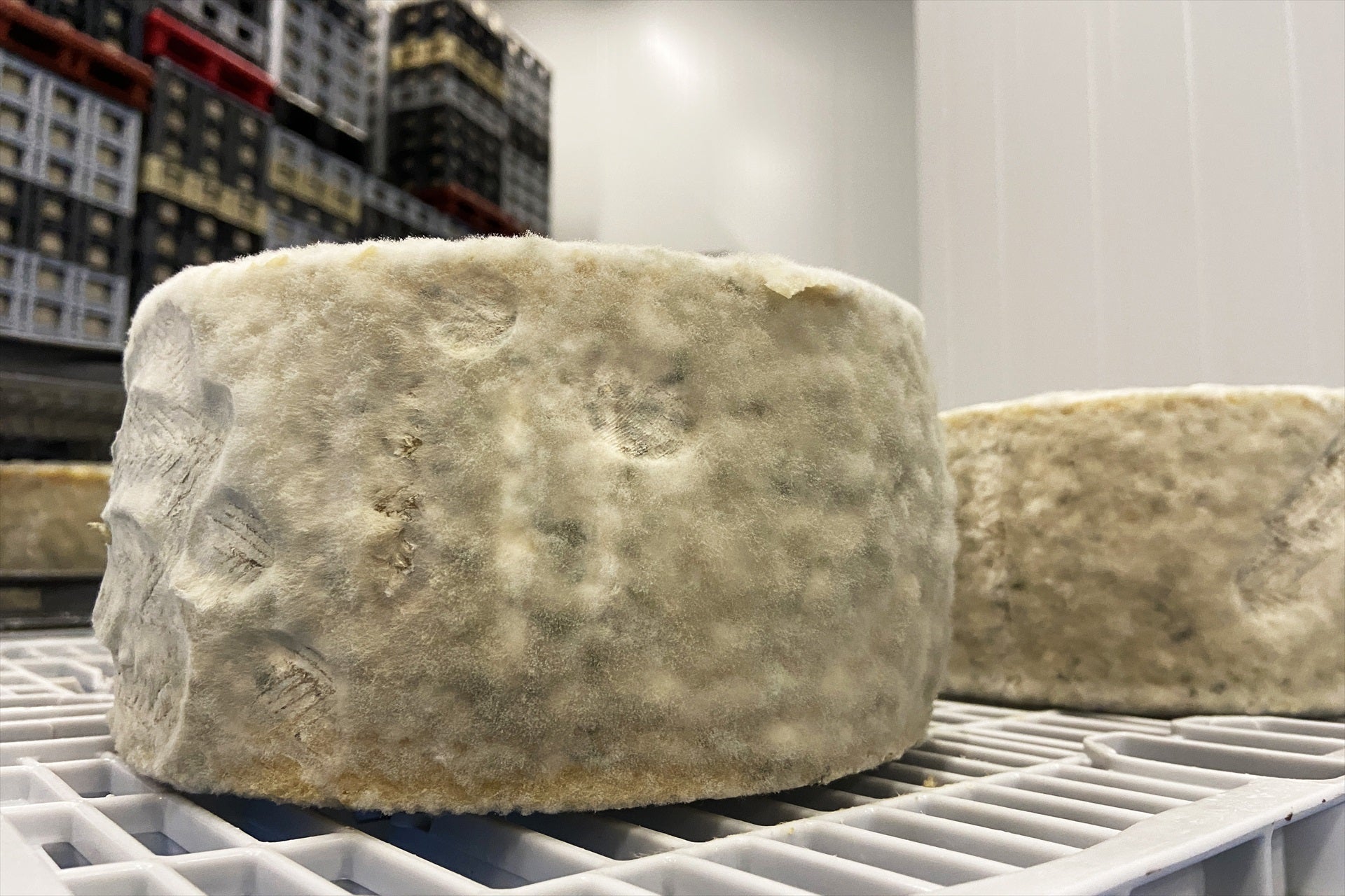 De primer plato, moho: La búsqueda de nuevos alimentos y sus cualidades culinarias