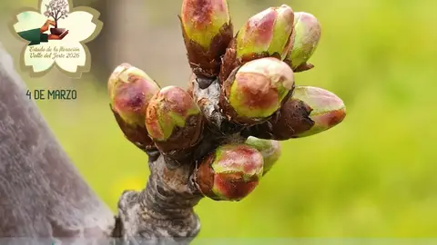 Del 20 de marzo al 3 de mayo llegará una nueva edición de la Primavera y Cerezo en Flor del Valle del Jerte Del 20 de marzo al 3 de mayo llegará una nueva edición de la Primavera y Cerezo en Flor del Valle del Jerte
