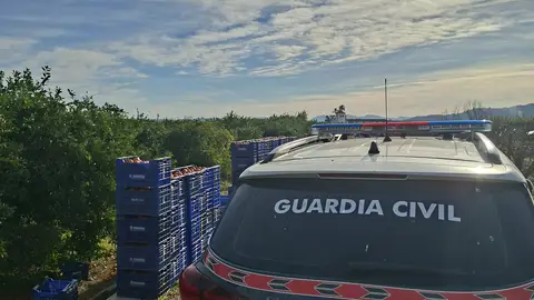 Sustracción de cítricos durante la campaña de recolecta en Carcaixent Sustracción de cítricos durante la campaña de recolecta en Carcaixent