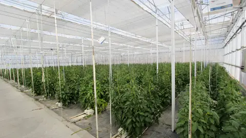 La Reina Letizia visitará Almería por el 50 aniversario de Las Palmerillas La Reina Letizia visitará Almería por el 50 aniversario de Las Palmerillas