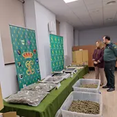 La Guardia Civil desarticula una organización criminal que cultivaba marihuana en una nave del polígono de Hontoria La Guardia Civil desarticula una organización criminal que cultivaba marihuana en una nave del polígono de Hontoria