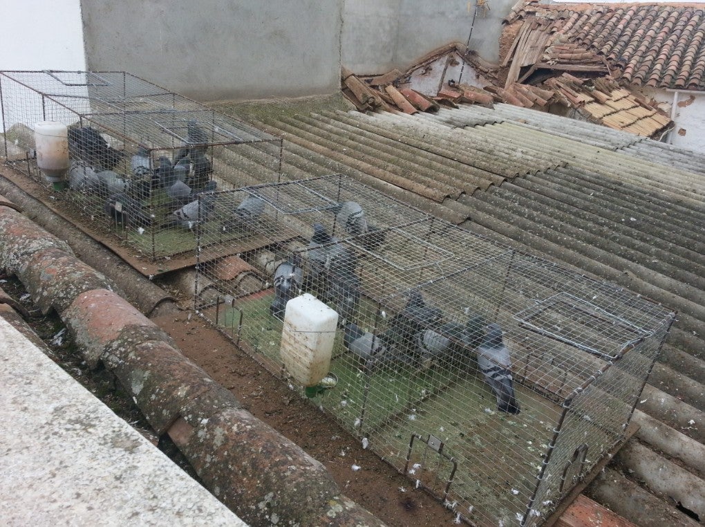 El alcalde de Valdepeñas insiste que la administración local no tiene competencias para declarar "plaga" a las palomas El alcalde de Valdepeñas insiste que la administración local no tiene competencias para declarar "plaga" a las palomas