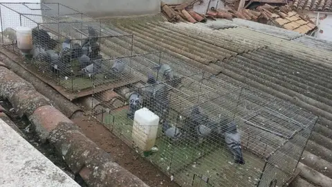 Captura palomas en jaulas en Valdepeñas Captura palomas en jaulas en Valdepeñas