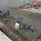 Captura palomas en jaulas en Valdepeñas Captura palomas en jaulas en Valdepeñas