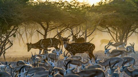 Animales en la naturaleza