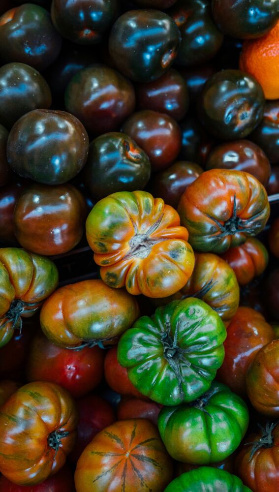 Los tomates, un manjar de la huerta roquetera