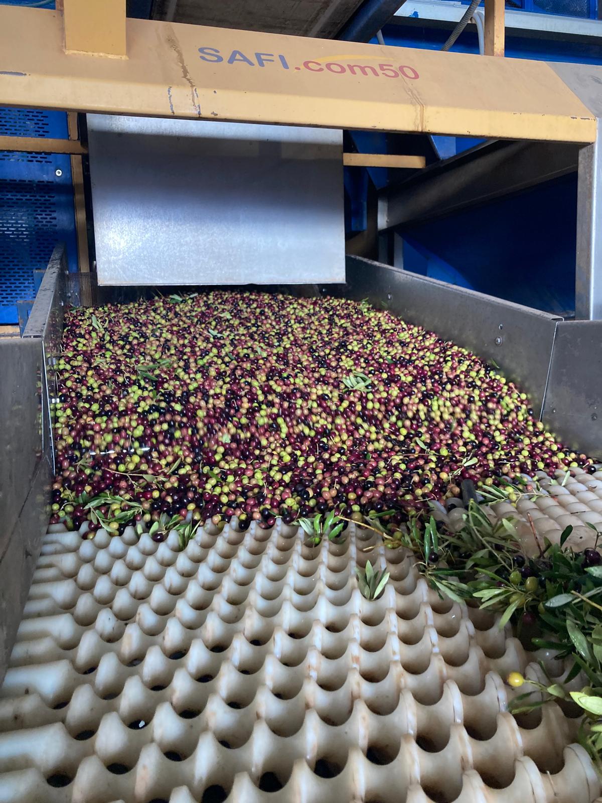 Campo de Montiel cierra la campaña de aceituna con una cosecha superior al año anterior y una gran calidad Campo de Montiel cierra la campaña de aceituna con una cosecha superior al año anterior y una gran calidad