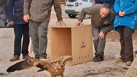 La Junta devuelve al medio natural un ejemplar de águila imperial ibérica La Junta devuelve al medio natural un ejemplar de águila imperial ibérica