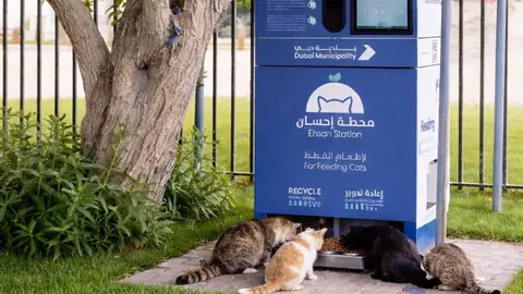 Estación de alimentación para animales callejeros en Dubai Estación de alimentación para animales callejeros en Dubai