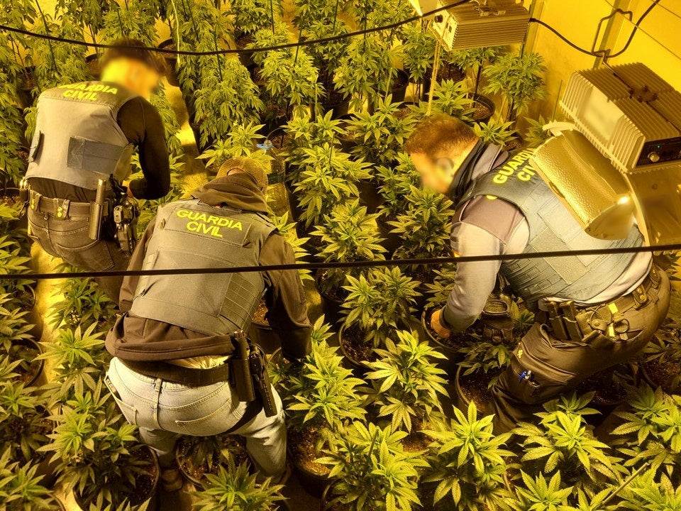 La Guardia Civil desmantela una plantación de marihuana en una nave de Elda La Guardia Civil desmantela una plantación de marihuana en una nave de Elda
