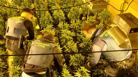 Agentes de la Guardia Civil en la plantación de marihuana localizada en Elda. Agentes de la Guardia Civil en la plantación de marihuana localizada en Elda.