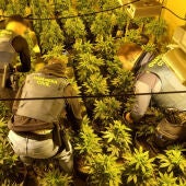 Agentes de la Guardia Civil en la plantación de marihuana localizada en Elda.
